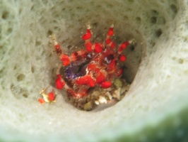 059  Cryptic Teardrop Crab IMG_6777