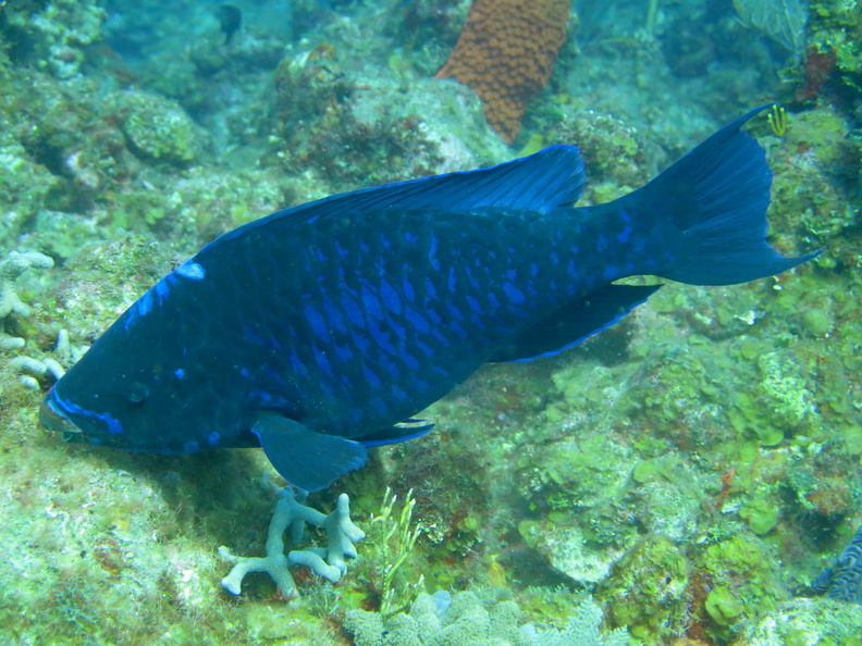060  Midnight Parrotfish IMG_6779.jpg