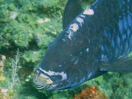 061  Midnight Parrotfish IMG_6783