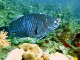 062  Midnight Parrotfish IMG_6784