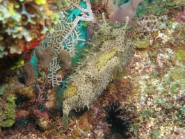 064  Bridled Burrfish IMG_6786