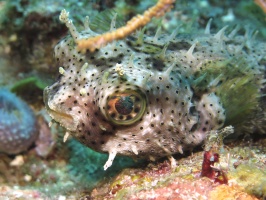 065  Bridled Burrfish IMG_6789