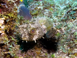 066  IBridled Burrfish MG_6790