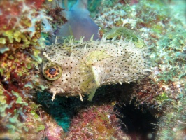 067  IBridled Burrfish MG_6791