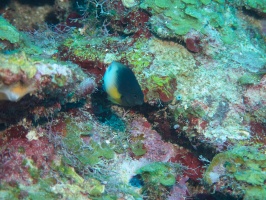 003  Tricolor Damselfish IMG_6794