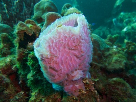 005  Azure Vase Sponge IMG_6810