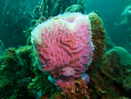 006  Azure Vase Sponge IMG_6812