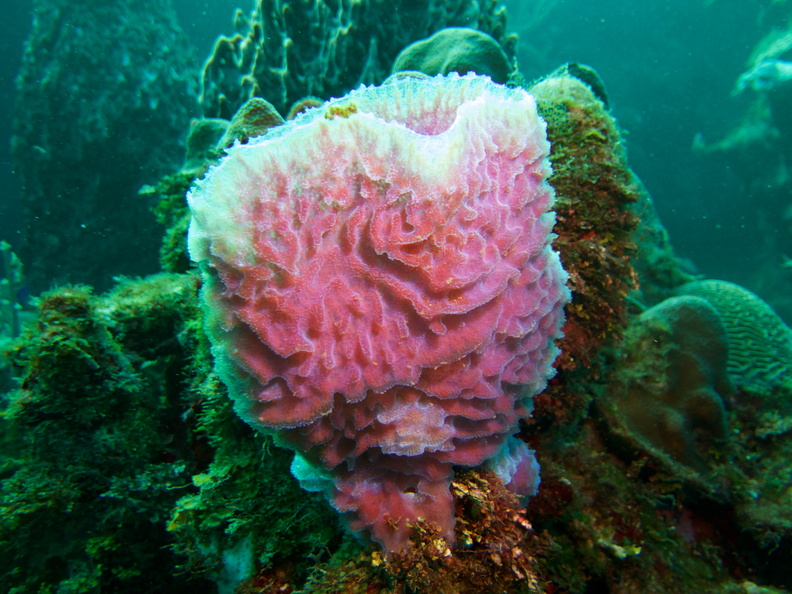 006  Azure Vase Sponge IMG_6812.jpg