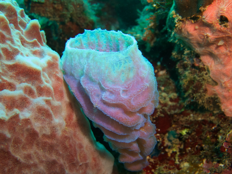 008  Azure Vase Sponge IMG_6814.jpg