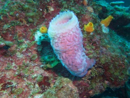 009  Azure Vase Sponge IMG_6816