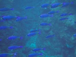 014  Creole Wrasse IMG_6822