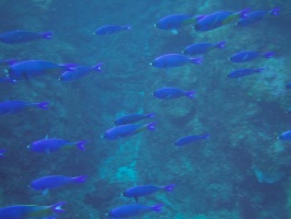 014  Creole Wrasse IMG_6822