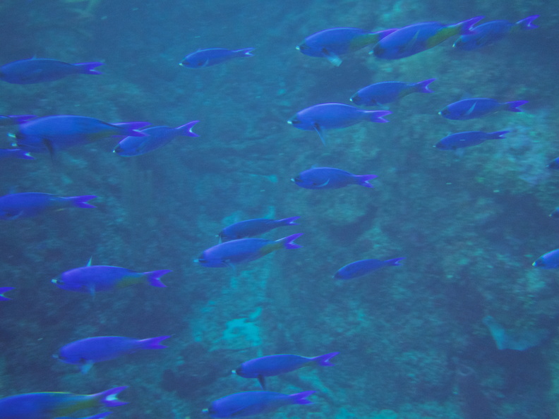 014  Creole Wrasse IMG_6822.jpg