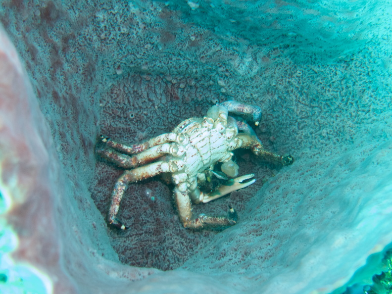 015  Dead Channel Cling Crab in Barrel Sponge IMG_6824.jpg