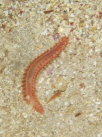 029  Bristle Worm IMG_6850