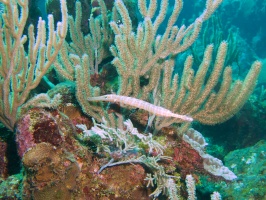 032  Trumpetfish IMG_6853