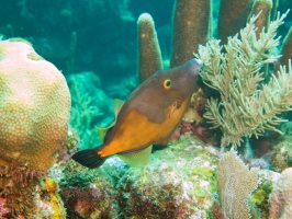 033  Whitespot Filefish IMG_6856