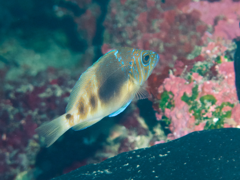 043  Barred Hamlet  IMG_6848.jpg