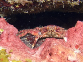 011  Juvenile Channel Cling Crab (?) was about 8" wide IMG_6880