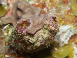 015  Giant Tunicate IMG_6885