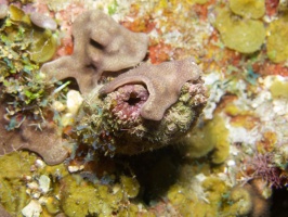 018  Giant Tunicate IMG_6888