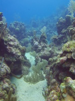 019  Reef IMG_6889