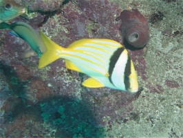 022  Porkfish IMG_6893