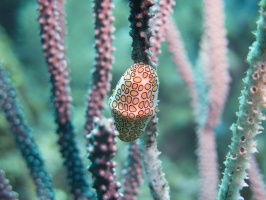 025  Flamingo Tongue IMG_6897