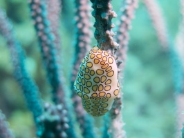 026  Flamingo Tongue IMG_6899