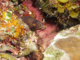 028  Goldentail Moray IMG_6908