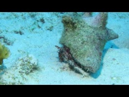069 White Speckled Hermit Crab MVI 5204