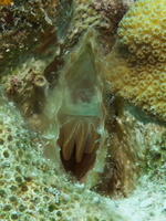028 Pen Shell Clam IMG_7088