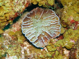 009 Ridged Cactus Coral IMG_7255