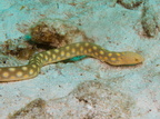 024 Snake Eel IMG_7279