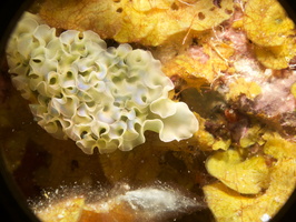 049 Lettuce Leaf Sea Slug IMG_7335