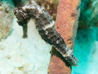 056 Longsnout Seahorse IMG_7371