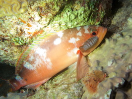 086 Cymothoid Isopod on resting Parrotfish  IMG_7431