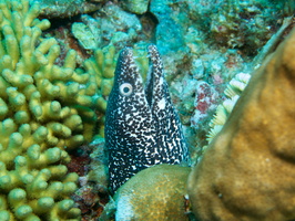 022 Spotted Moray IMG_7547