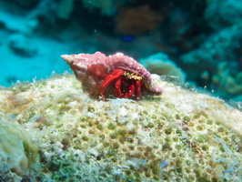 025 Tiny Red Reef Hermit with Macro IMG_7554