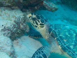 016 Hawksbill Sea Turtle IMG_7660