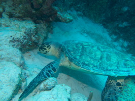 017 Hawksbill Sea Turtle IMG_7661