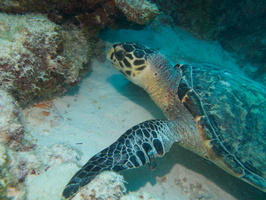 019 Hawksbill Sea Turtle IMG_7664