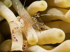047 Spotted Cleaner Shrimp with Macro IMG_7733