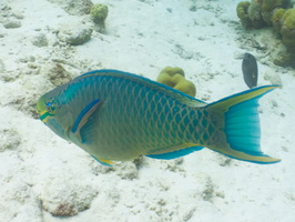 032 Queen Parrotfish IMG_7904