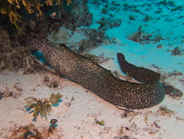 013 Spotted Moray IMG_7953