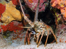 017 Spiny Lobster IMG_7962