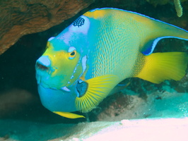 028 Queen Triggerfish IMG_7989