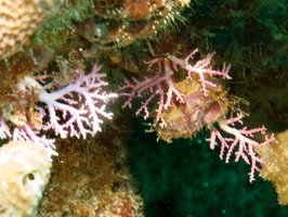041 Rose Lace Coral IMG_8016