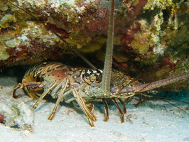 048 Spiny Lobster IMG_8032