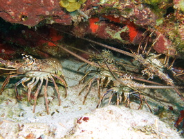 049 Pack of Spiny Lobsters IMG_8036